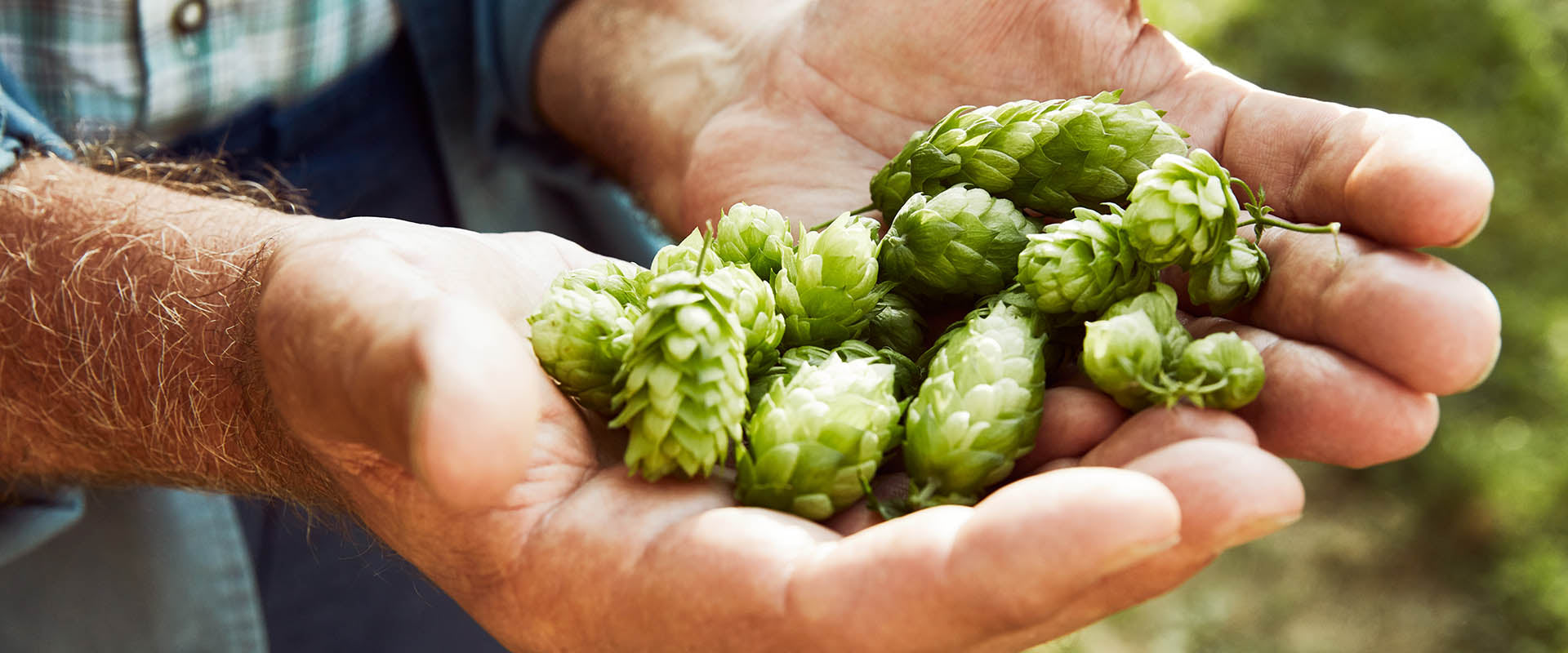 Top slider img of beer hops