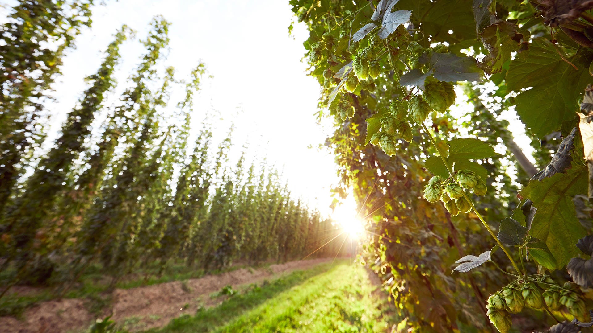 image of hop farm