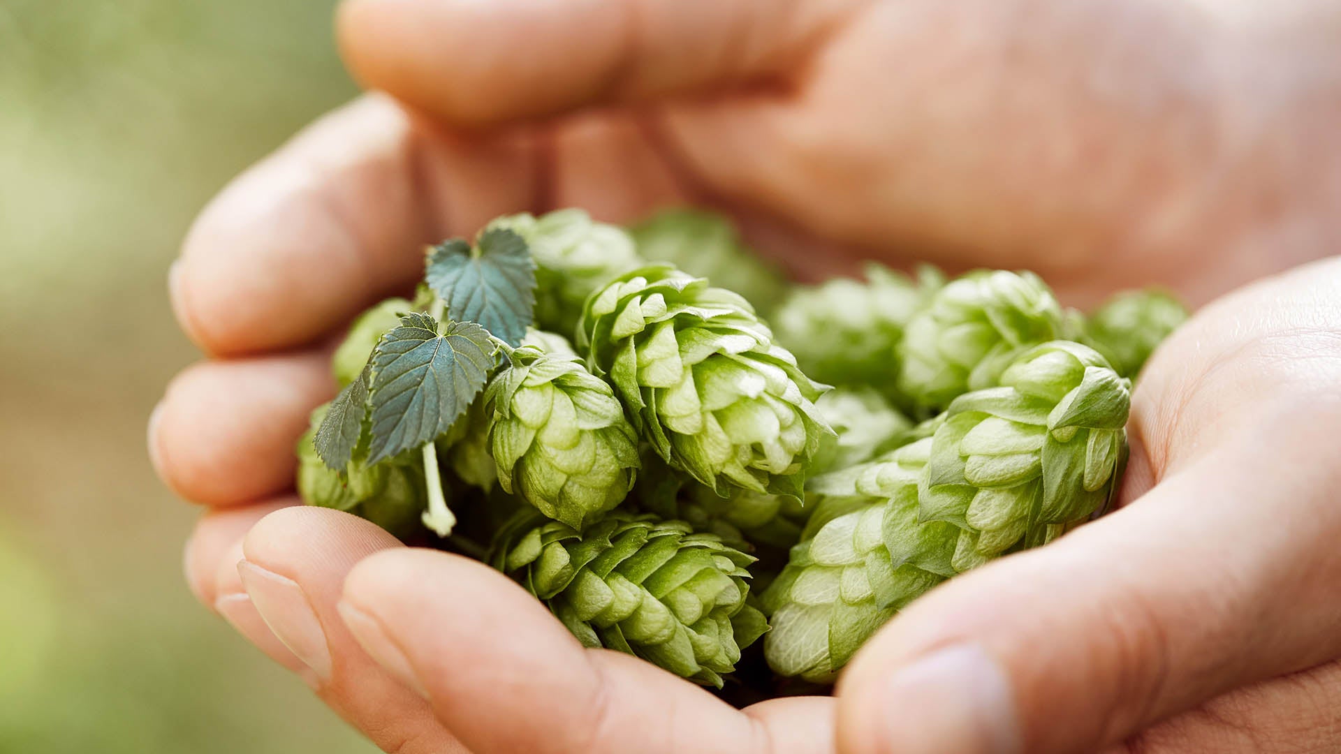 image of beer hops